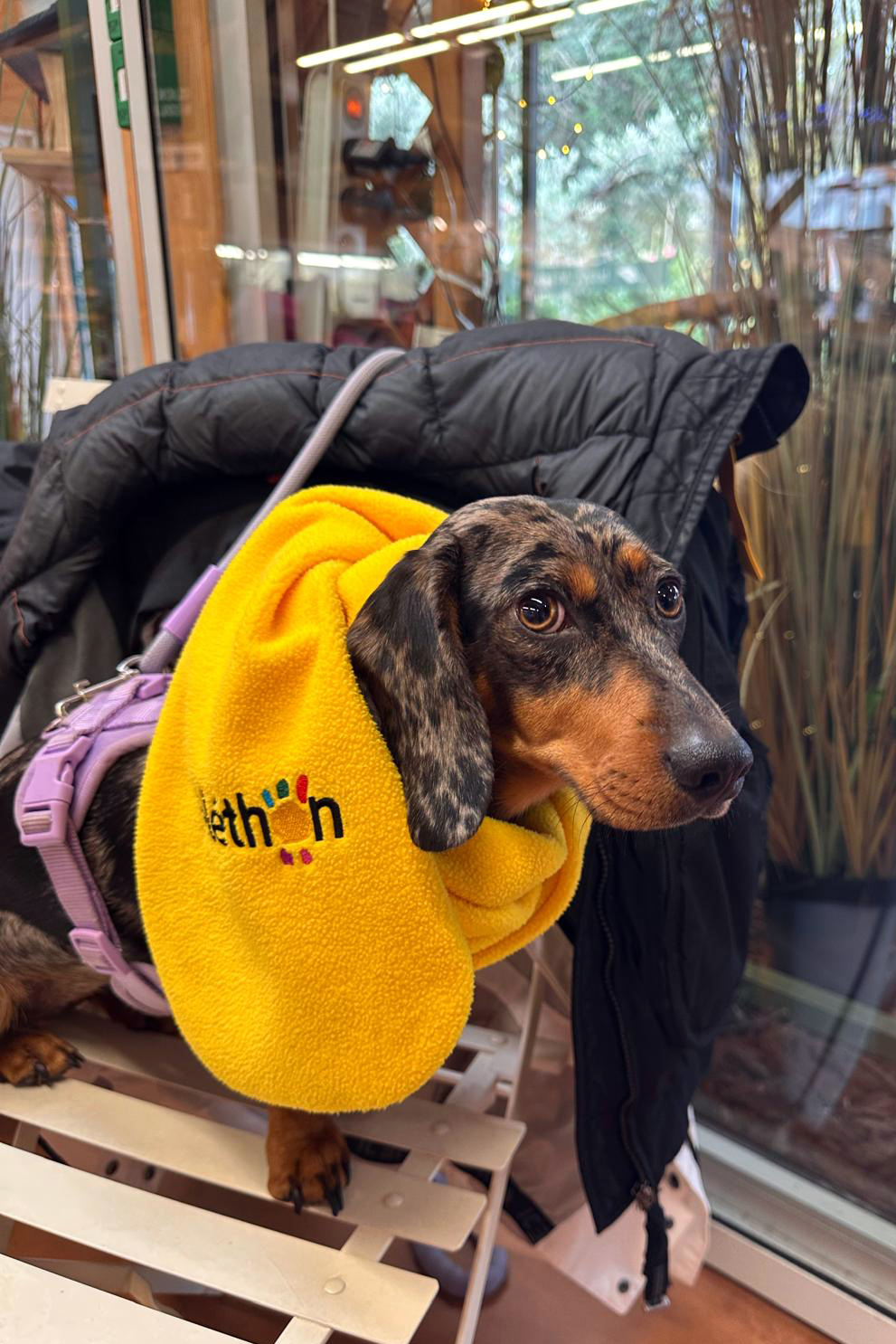 chien 2025 bénévole lumyosa